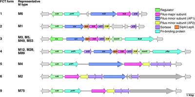 Genetics, Structure, and Function of Group A Streptococcal Pili